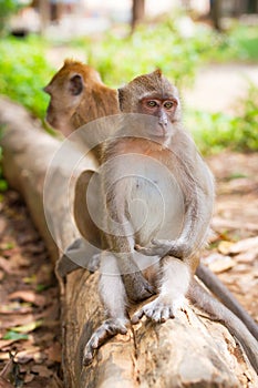 Macaque monkeys in Thailand