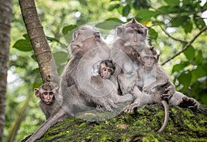 Macaque monkeys at Ubud Monkey Forest Sanctuary in Ubud, Bali, Indonesia