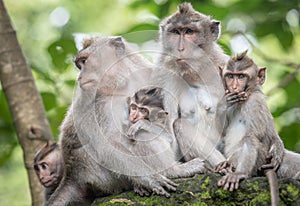 Macaque monkeys at Ubud Monkey Forest Sanctuary in Ubud, Bali, Indonesia