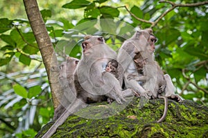 Macaque monkeys at Ubud Monkey Forest Sanctuary in Ubud, Bali, Indonesia