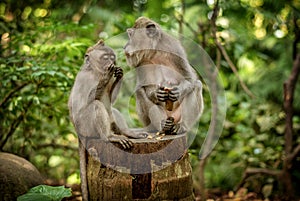 Macaque monkeys at Ubud Sacred Monkey Forest Sanctuary a nature