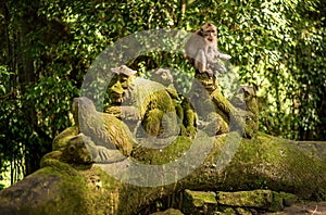 Macaque monkeys at Ubud Sacred Monkey Forest Sanctuary a nature