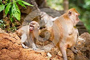 Macaque monkeys in the wildlife