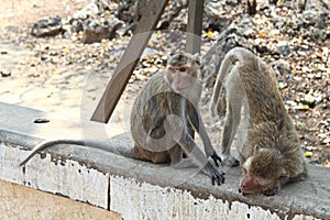 Macaque Monkies at Khao Luang Cave in Petchaburi, Thailand