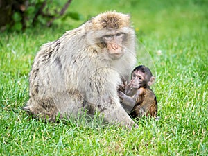 Macaque mother and infant