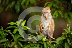 Macaque in nature habitat, Sri Lanka. Detail of monkey, Wildlife scene from Asia. Beautiful colour forest background. Macaque in t
