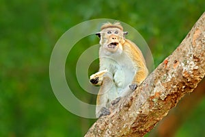 Macaque in nature habitat, Sri Lanka. Detail of monkey, Wildlife scene from Asia. Beautiful colour forest background. Macaque in t