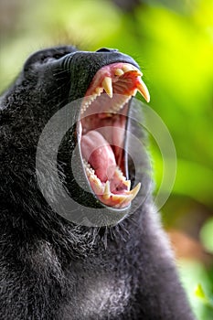 Macaque opened mouth. Celebes crested macaque , also known as the crested black macaque,