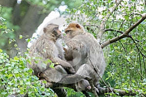 Macacos padres un nino en 