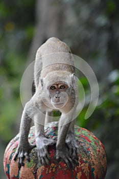 Macaque ready to pounce