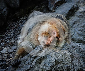 Macaque resting