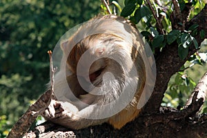 This macaque rhesus turned away from lens