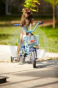 Macaque riding bicycle. A macaque monkey riding a blue bicycle - Thailand.