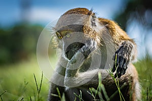 The macaque scratches on the head using the lower limb, the monkey sits on a green grassy meadow, National Park in Thailand