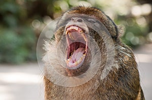 macaque shouting in the forest