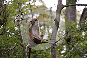 Macaque sit on tree