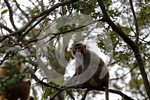 Macaque sit on the tree