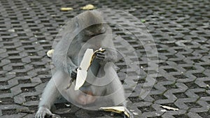 A macaque sits on the ground and eats a banana at the monkey forest in ubud on the island of bali