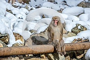 Macaque sitting on a pipe. Japanese macaque, scientific name: Macaca fuscata, also known as the snow monkey. Winter season. Japan