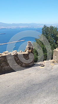 Macaque Sitting on Wall High up on Rock of Gibraltar