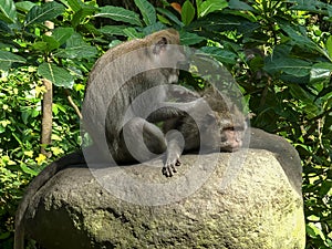 Macaque on stomach being deloused at ubud, bali