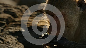 Macaque uses a tool breaking a shell