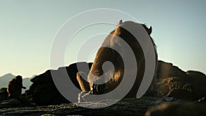 Macaque uses a tool breaking a shell