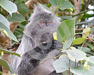 Macaque, BornÃ©o, Malaisie photo