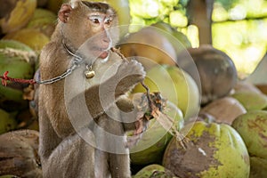 macaque that was tethered to work with a coconut. Brutally in Asia