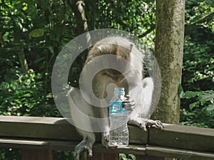 A macaque with a water bottle ubud monkey forest, bali