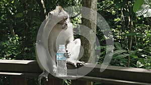 A macaque with a water bottle ubud monkey forest, bali