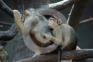 Macaques