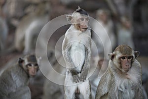 Macaques