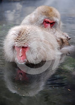 Macaques photo