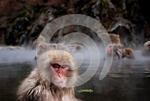 Macaques photo