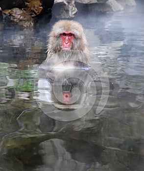 Macaques photo