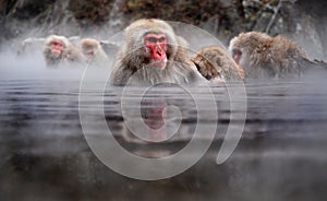 Macaques photo