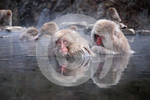 Macaques photo