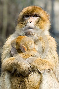 Macaques photo