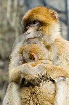 Macaques photo