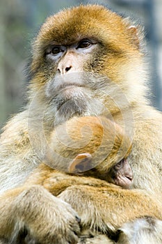 Macaques photo