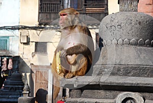 Macaques ape eating banana-Monkey Temple-Kathmandu photo