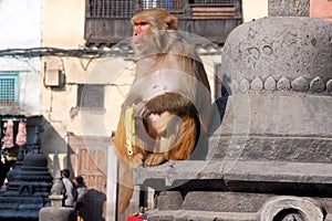 Macaques ape- Monkey Temple - Kathmandu - Nepal