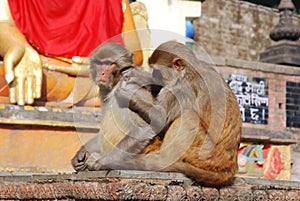 Macaques apes - Monkey Temple - Kathmandu - Nepal