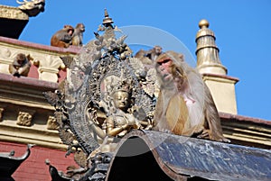 Macaques apes - Monkey Temple - Kathmandu - Nepal photo