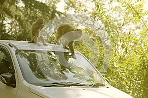 Macaques attacking tourists in car in order to beg for food