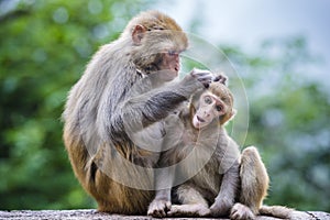 Macaques in China photo