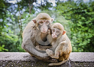 Macaques in China photo