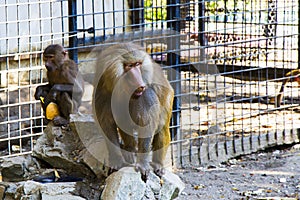 The macaques constitute a genus of gregarious Old World monkeys of the subfamily Cercopithecinae photo