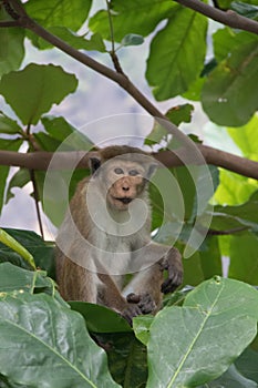 Young Macaque amongst the leaves photo